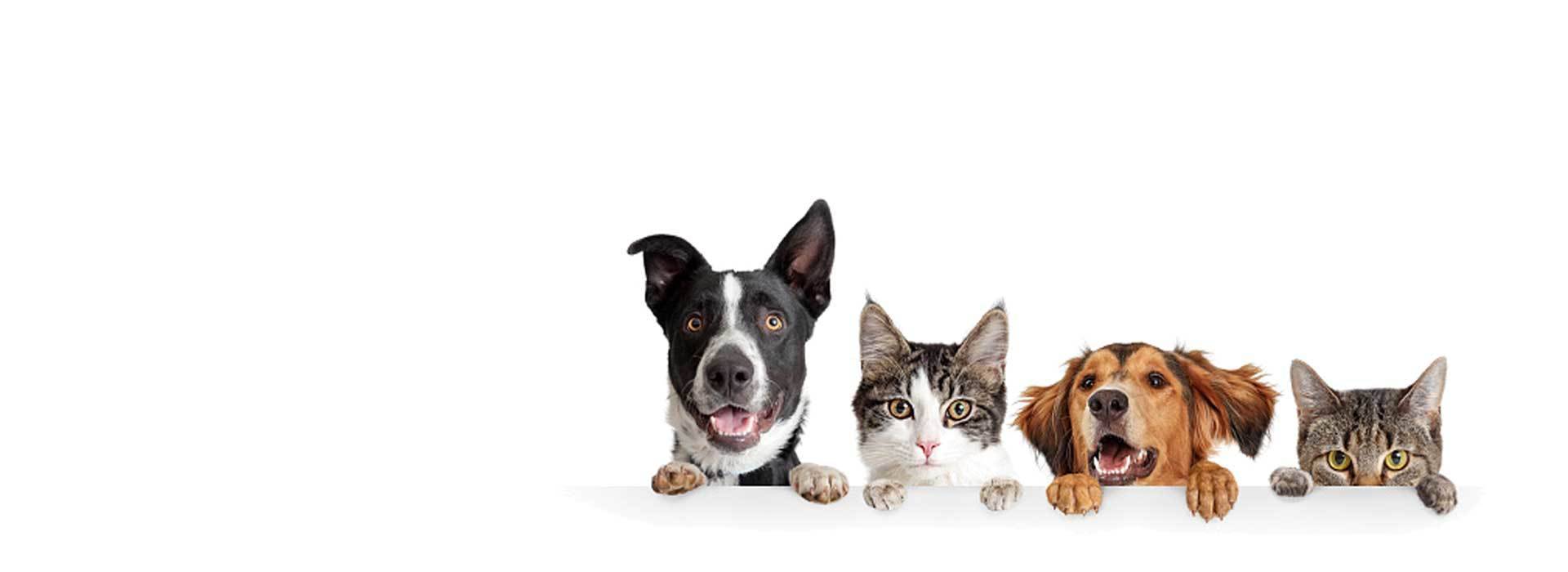 PETPOINT. Страхование питомцев реклама. Pet point Israel. Обои what Pet am l?. Wa pet