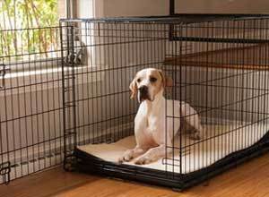 Crate Training For Dogs