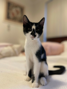 Evie