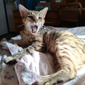 Freya