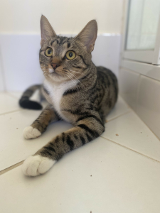 Cleo