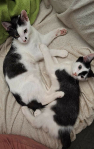 Diamond & Phantom